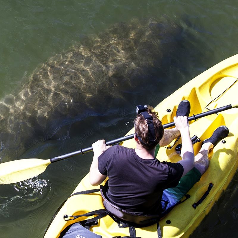 kayak rentals kayak rentals