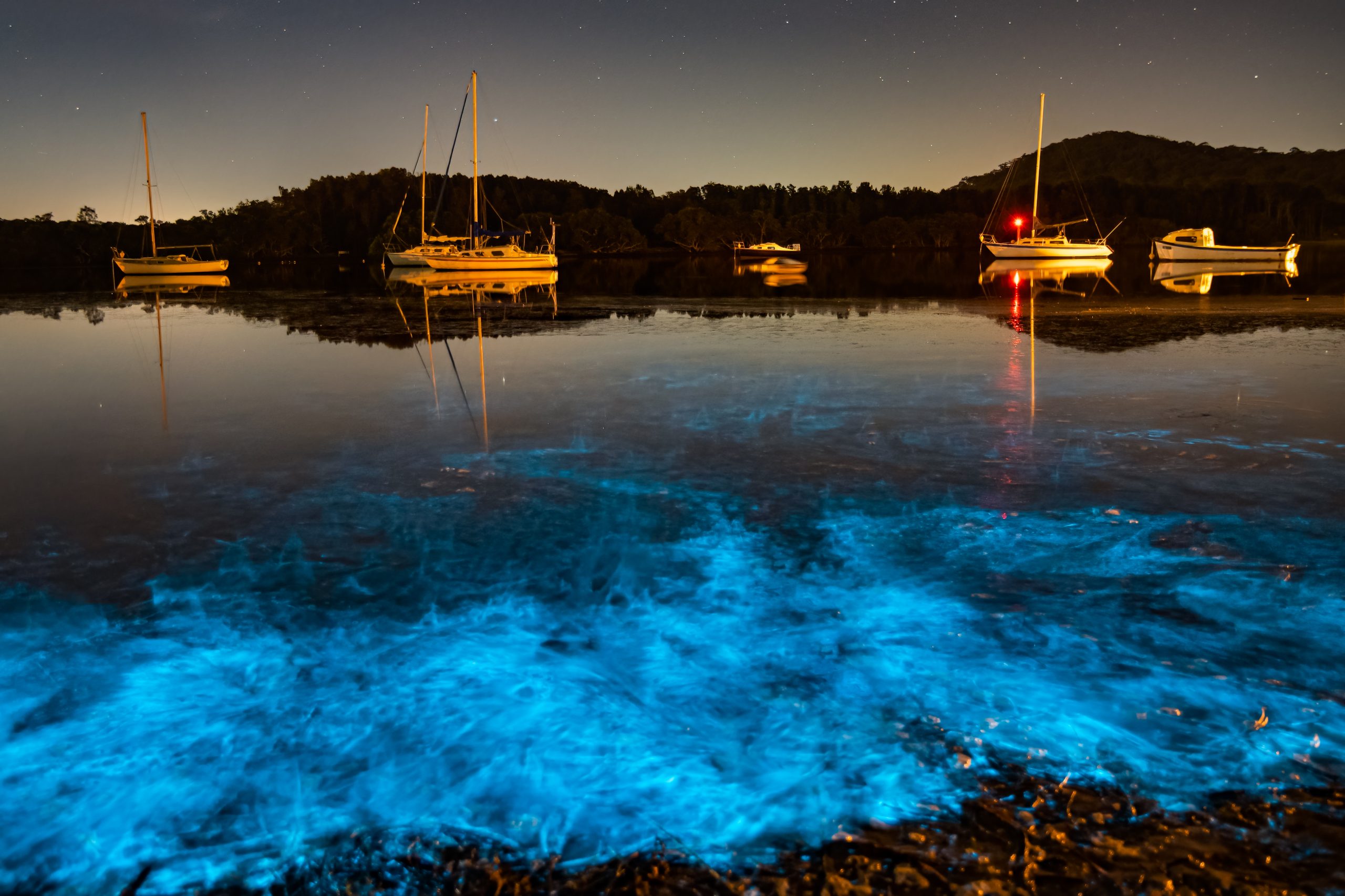 Nature’s Light Show: The Bioluminescent Creatures Lighting Up Your Kayak Tour